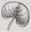 Reniform
