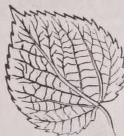 Reticulate