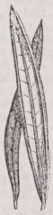 Revolute