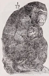 Rhesus