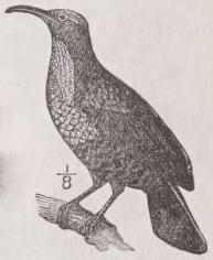 Riflebird