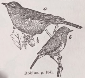 Robin