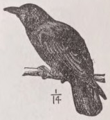 Rook