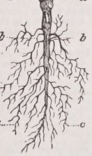 Root