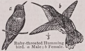Rubythroat