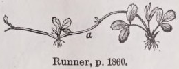 Runner