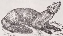 Sable