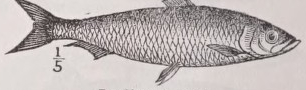 Sardine