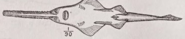 Sawfish