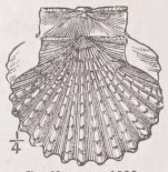 Scallop