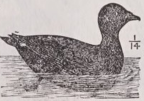 Scoter