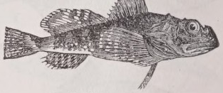 Sculpin