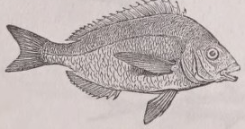 Scup