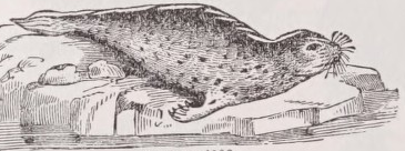Seal