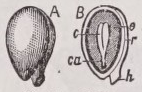 Seed