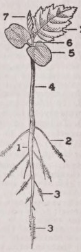Seedling
