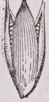 Septicidal