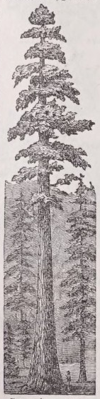 Sequoia