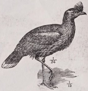 Seriema
