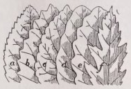 Serrate