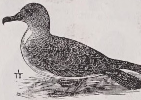 Shearwater