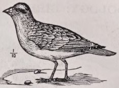 Sheathbill