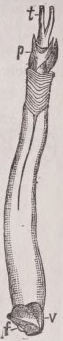 Shipworm