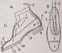 Shoe