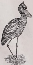 Shoebill