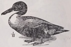 Shoveler