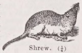 Shrew
