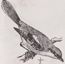 Shrike