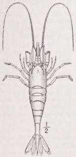 Shrimp