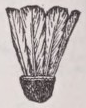 Shuttlecock
