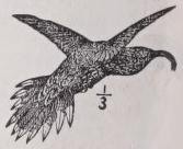 Sicklebill
