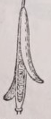 Silique