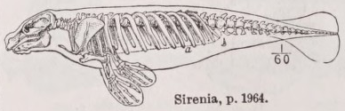Sirenia