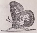 Skipper