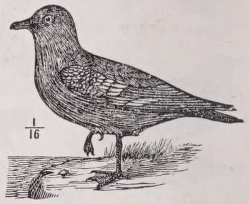 Skua