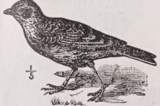 Skylark