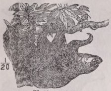 Sloth