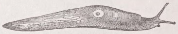 Slug