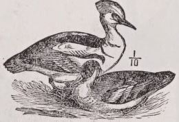 Smew