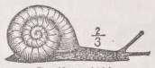 Snail
