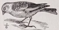 Snowbird