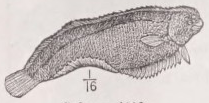 Sole