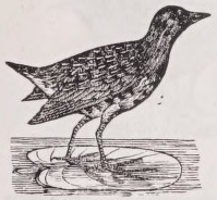 Sora