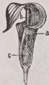 Spadix