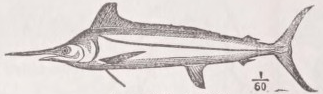 Spearfish