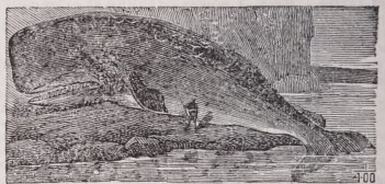 Sperm whale